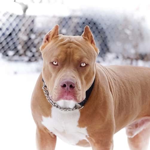 Red Nose Pitbull 10