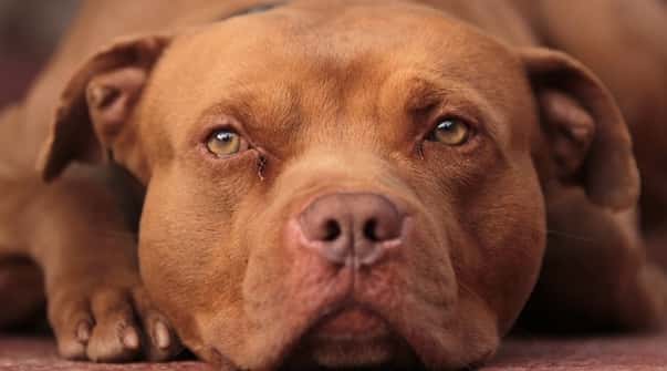 Red Nose Pitbull 2