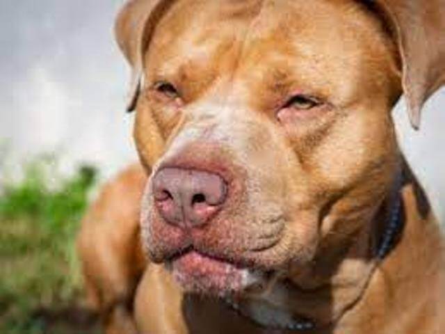 Red Nose Pitbull 3