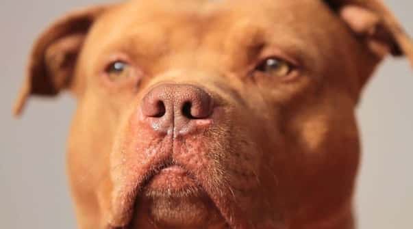 Red Nose Pitbull 9