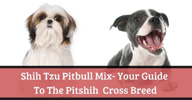 Shih Tzu Pitbull Mix 2