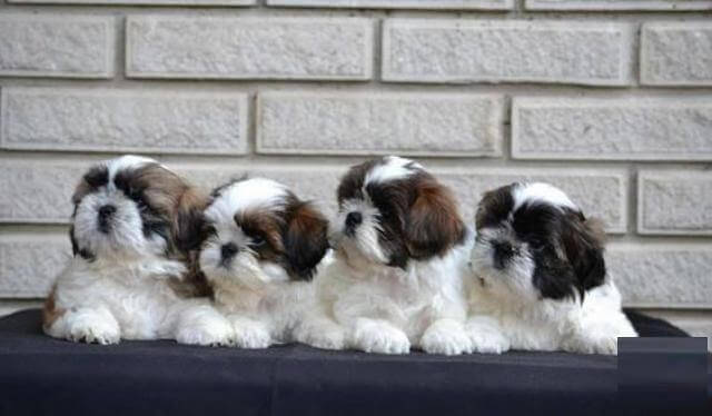 Shih Tzu Puppies 1