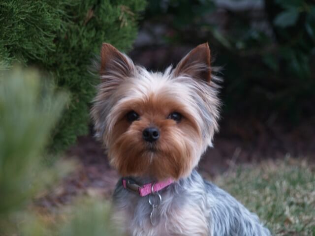 Silver Yorkshire Terrier 3