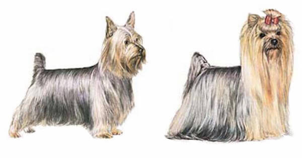 Silver Yorkshire Terrier 6