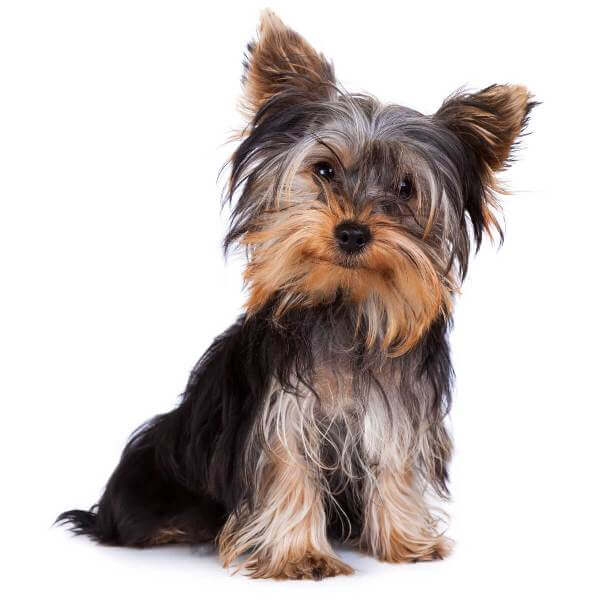 Silver Yorkshire Terrier 7