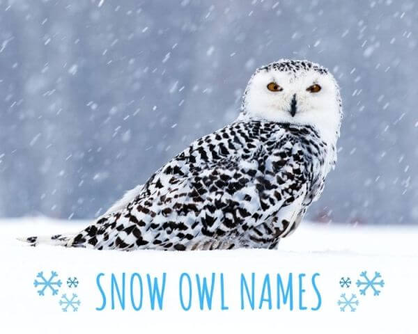 Snowy Owl Names