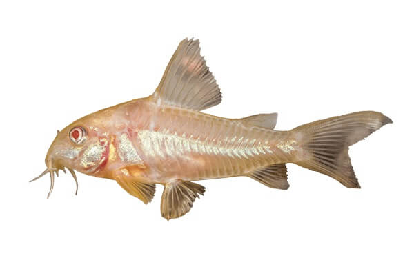corydoras fish