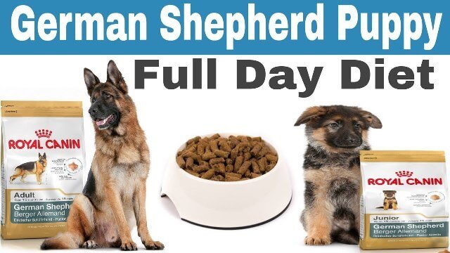dog food for german shepherd puppies 6