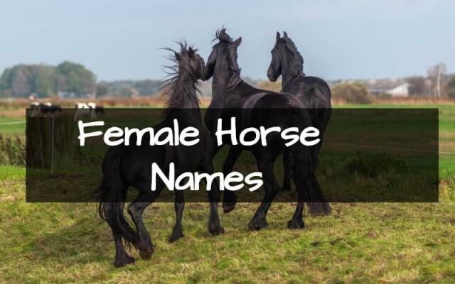 female horse names 1