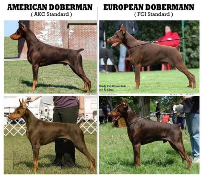 American Doberman Vs European Doberman 5