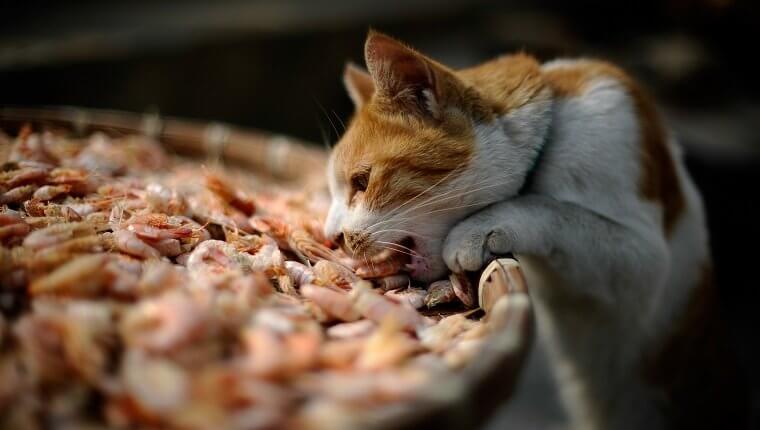 Can Cats Eat Shrimp 10