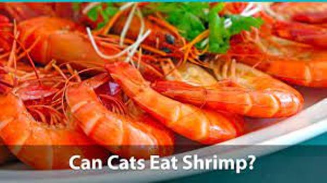 Can Cats Eat Shrimp 3