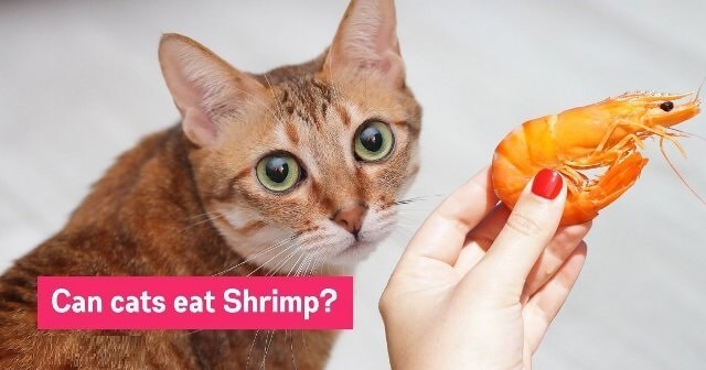 Can Cats Eat Shrimp 5