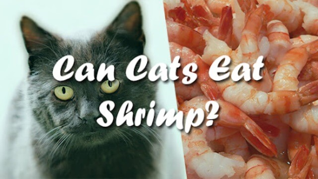 Can Cats Eat Shrimp 6