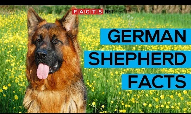 German Shepherd facts 2