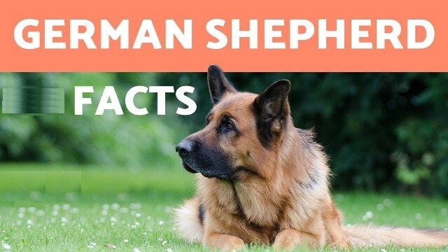 German Shepherd facts