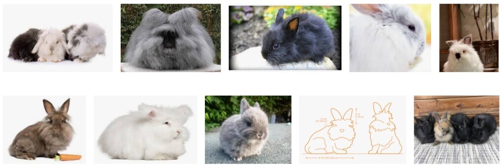 Long Haired Rabbit Breeds 1