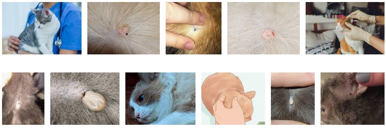 Skin Tags on Cats