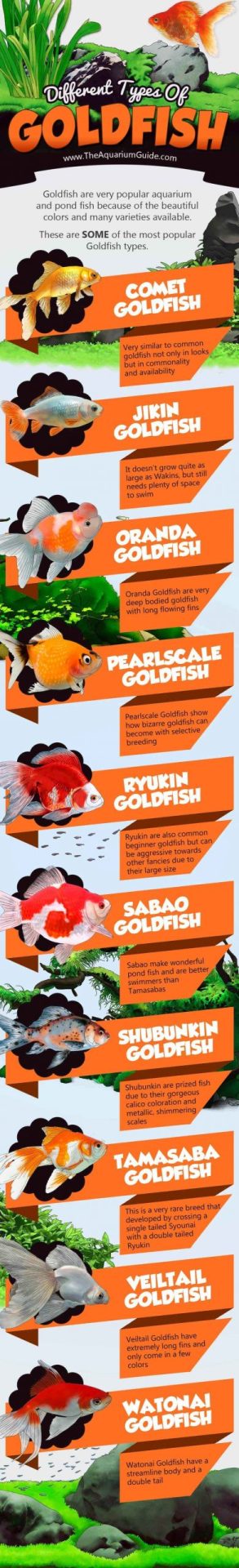 types of goldfish 1