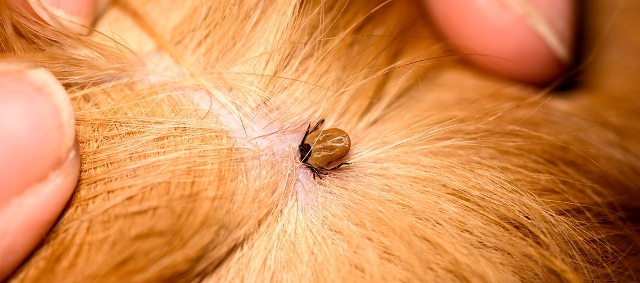 What Are Skin Tags on Cats 1