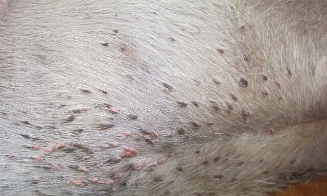 What Are Skin Tags on Cats 3