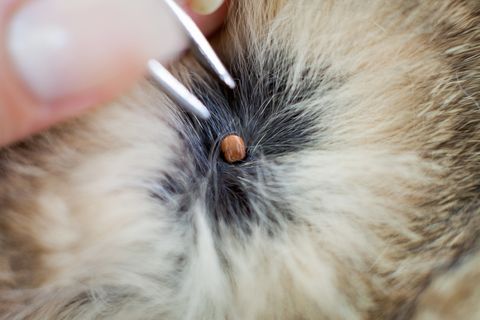 What Are Skin Tags on Cats 4