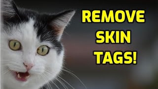 What Are Skin Tags on Cats 6