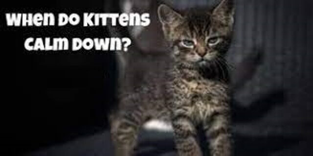 When Do Kittens Calm Down 1