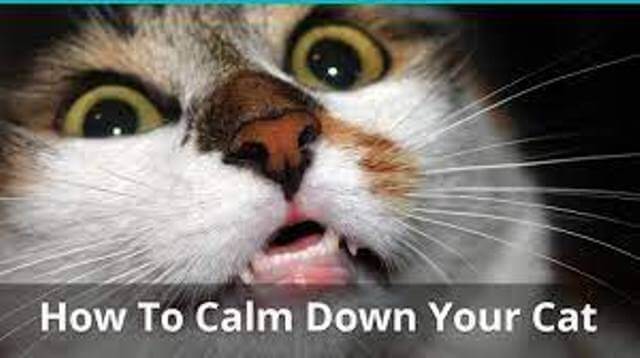 When Do Kittens Calm Down 6