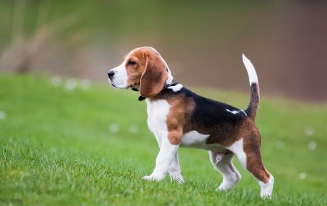 beagle names 2