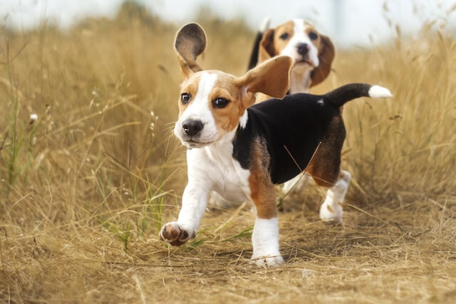 beagle names