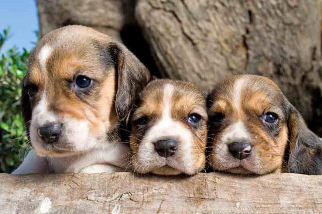 beagles names 2