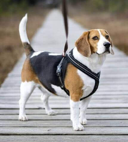best small dog breeds beagle