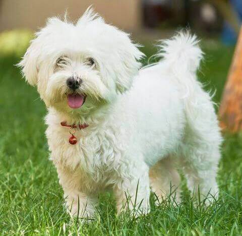 best small dog breeds maltese