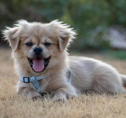best small dog breeds pekingese