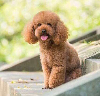 best small dog breeds toy poodle