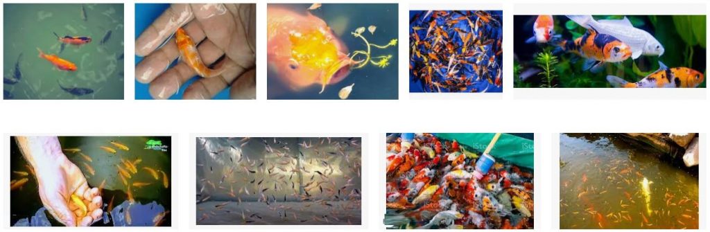 Baby Koi Fish : How To Raise Baby Koi - Pet Care Stores