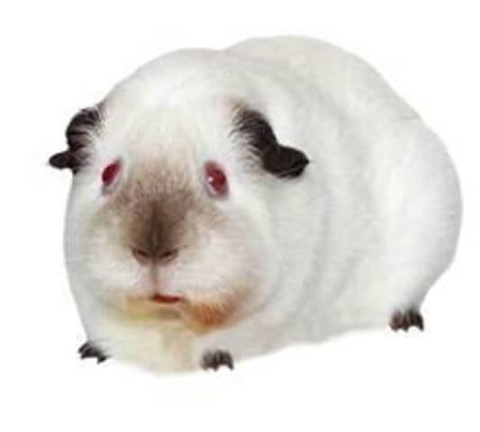 Himalayan Guinea pig 2