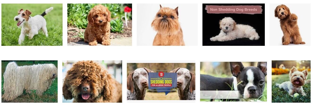 non shedding dogs breeds 2