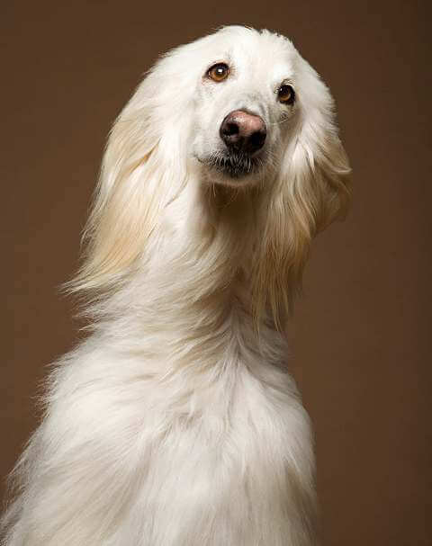 non shedding dogs afghan hound