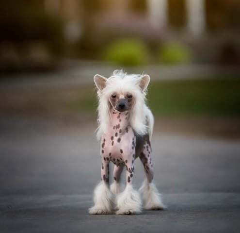 non shedding dogs chinese crested