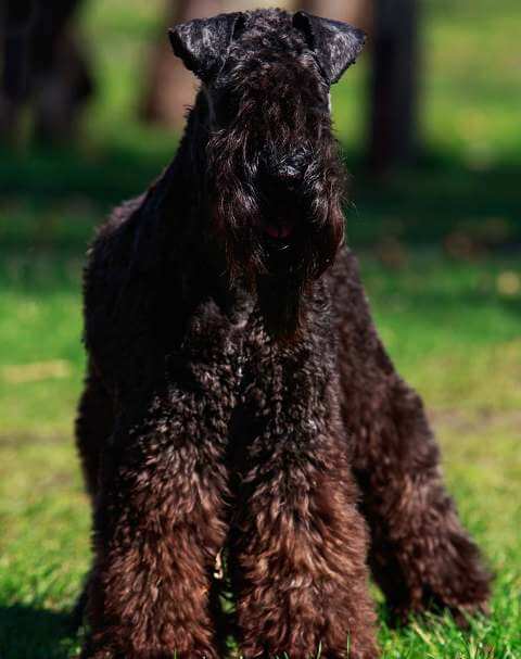 non shedding dogs kerry blue terrier