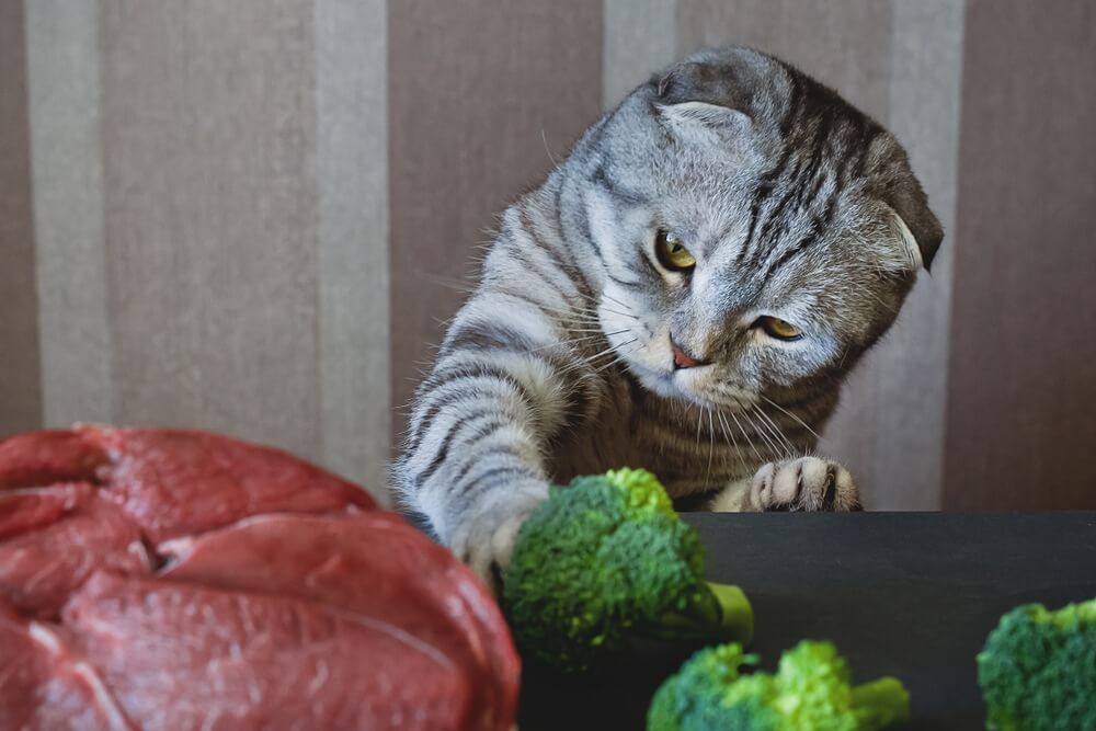 Can Cats Eat Broccoli 1