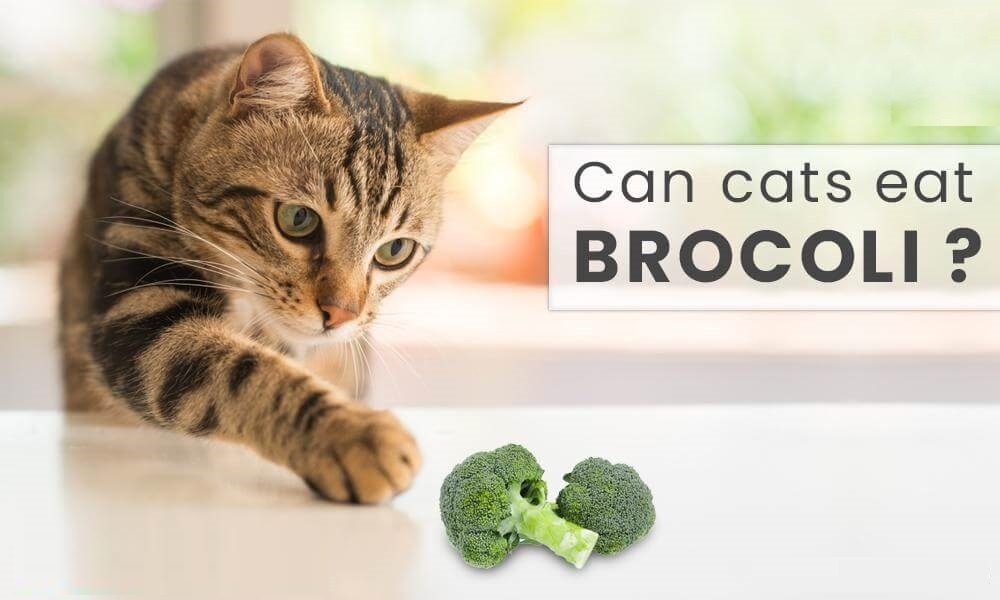 Can Cats Eat Broccoli 5