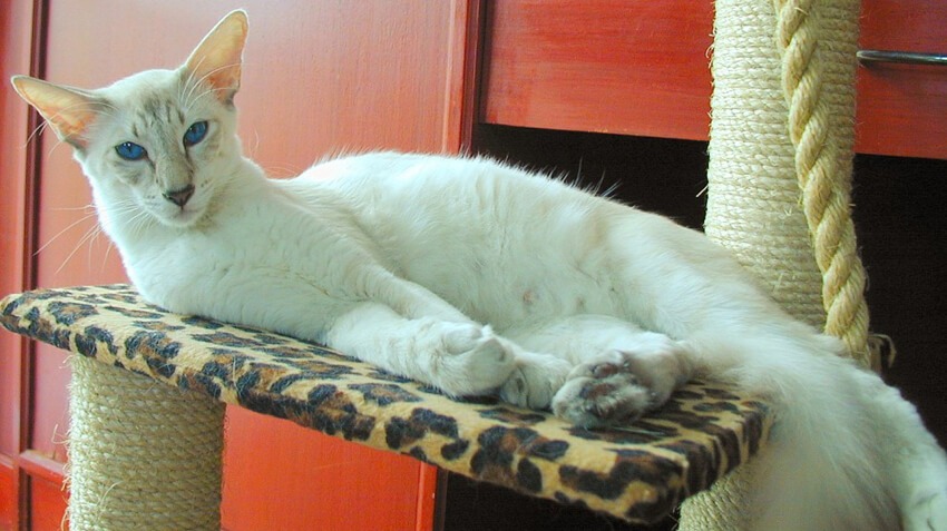 Javanese Cat 2
