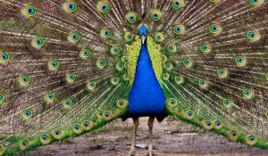 Peafowl Peacock 2