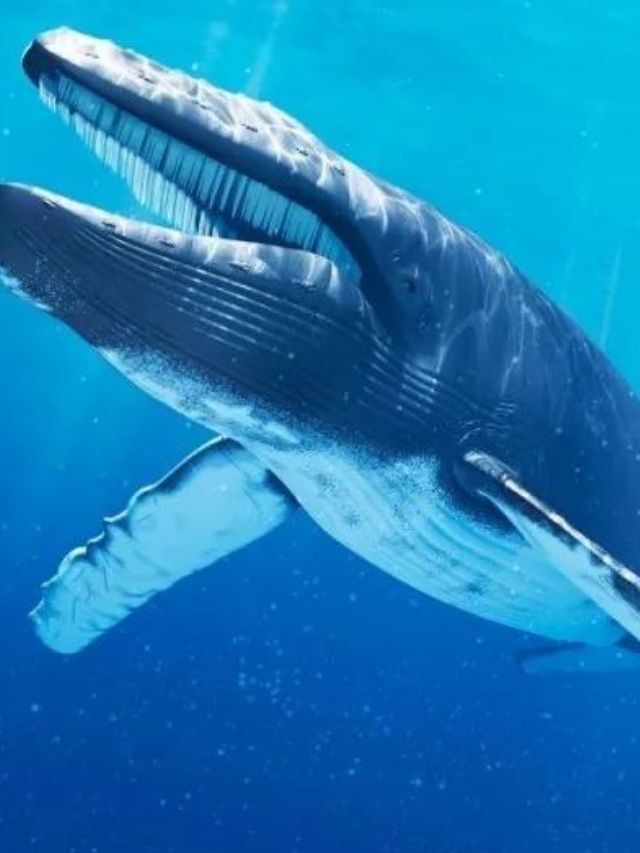 Top 7 Beautiful Blue Animals for Fun
