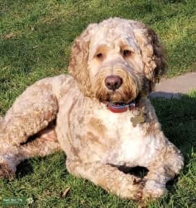 Clumberdoodle Dog Breed 2
