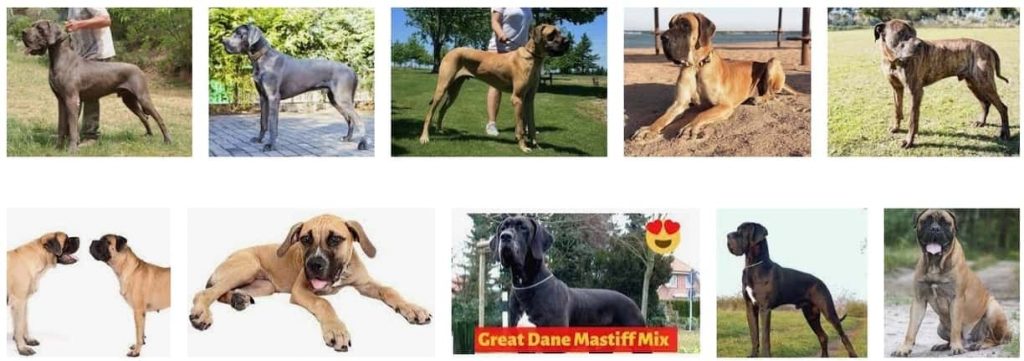 Great Dane Bull mastiff Mix