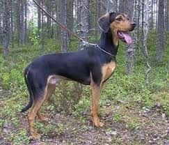 Greek Harehound Dog 2